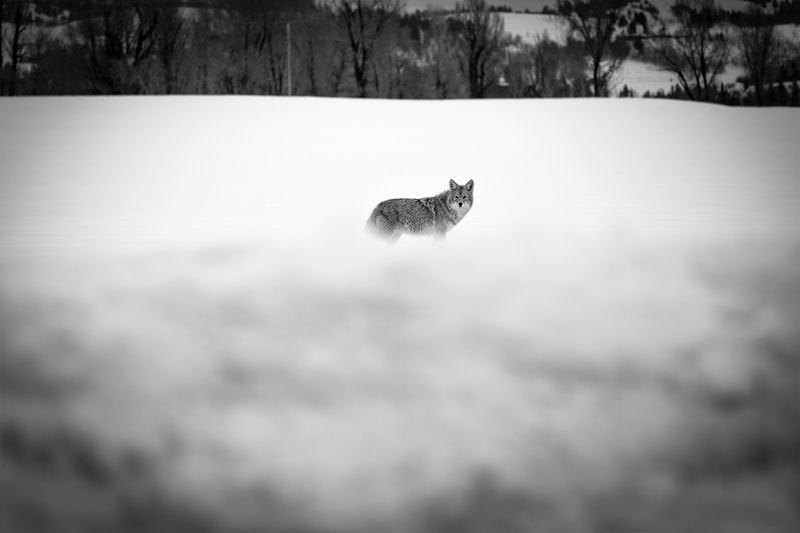 "Coyote", $175, 18x24 (framed), Photography
