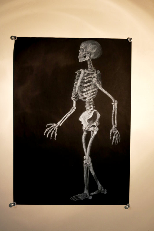 "Skeleton Study", NFS, 225 in x 17 in, White Conte Pencil
